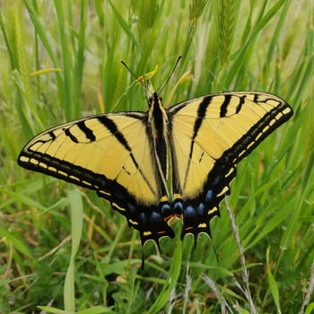 eastern tiger swallowtail butterfly resting in the grass