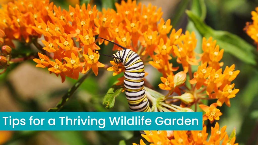 orange butterfly milkweed with monarch caterpillar