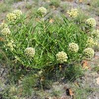 Antelope Horn Milkweed_Asclepias asperula (5)