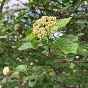 Arrowwood Viburnum (Viburnum dentatum) 