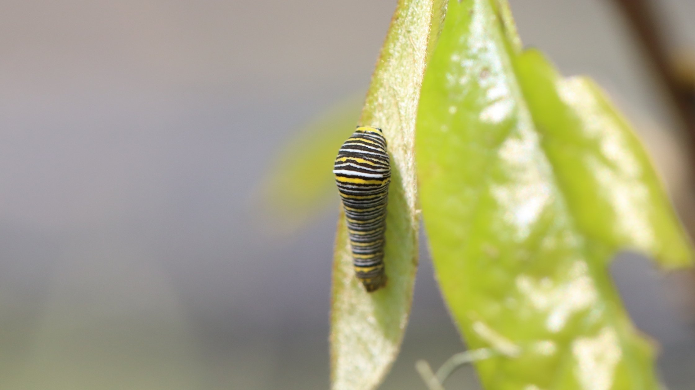 Caterpillar on the leaf of a pawpaw tree