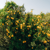 Bush Monkeyflower_Diplacus aurantiacus (3)