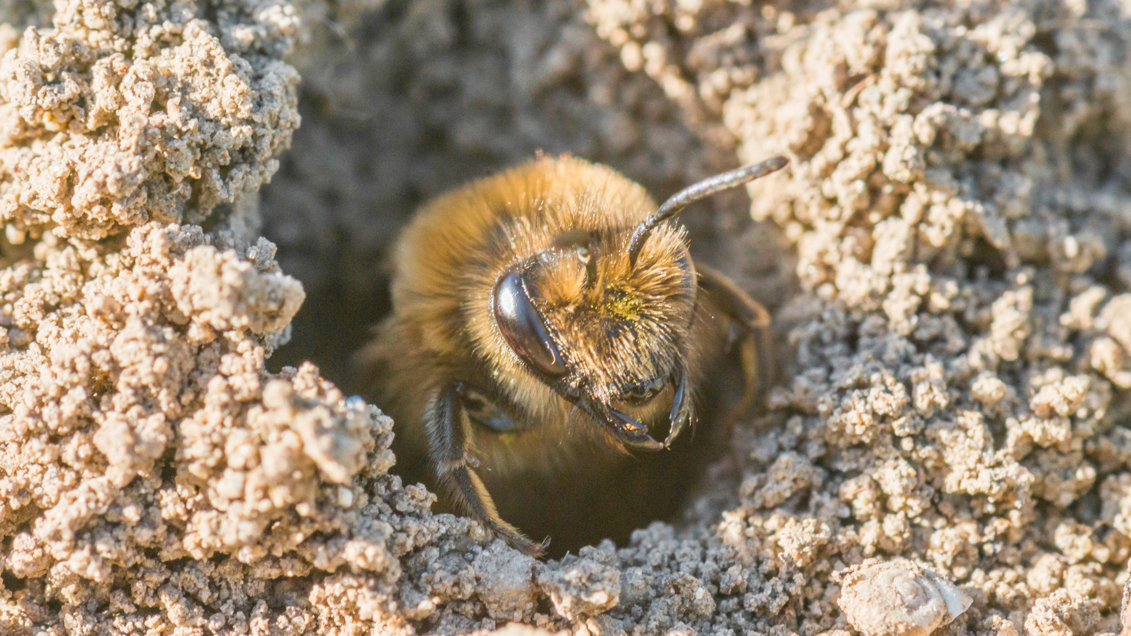 A miner bee popping her head out of a hole in the dirt