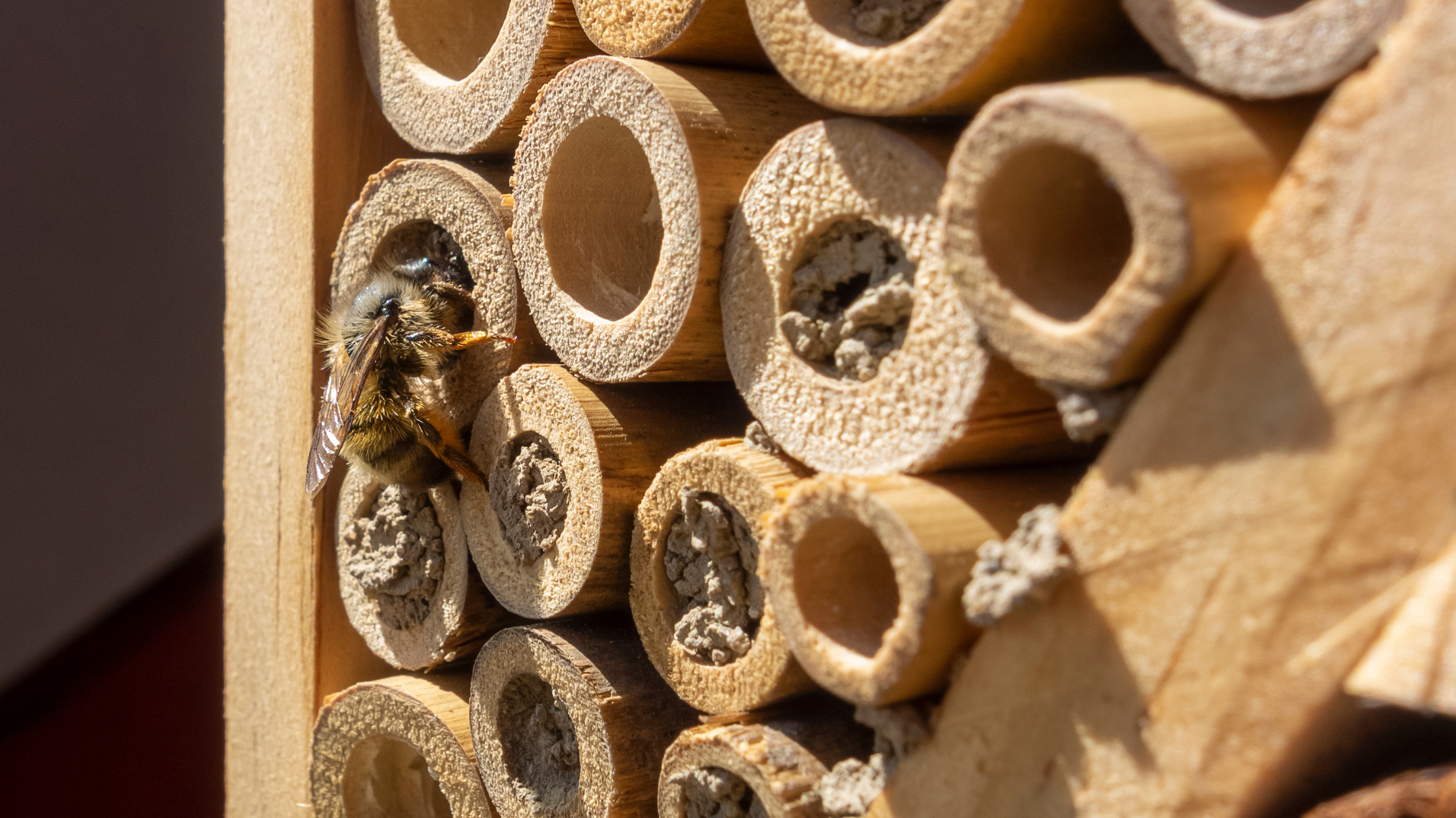 bee accessing a tube in a bee hotel