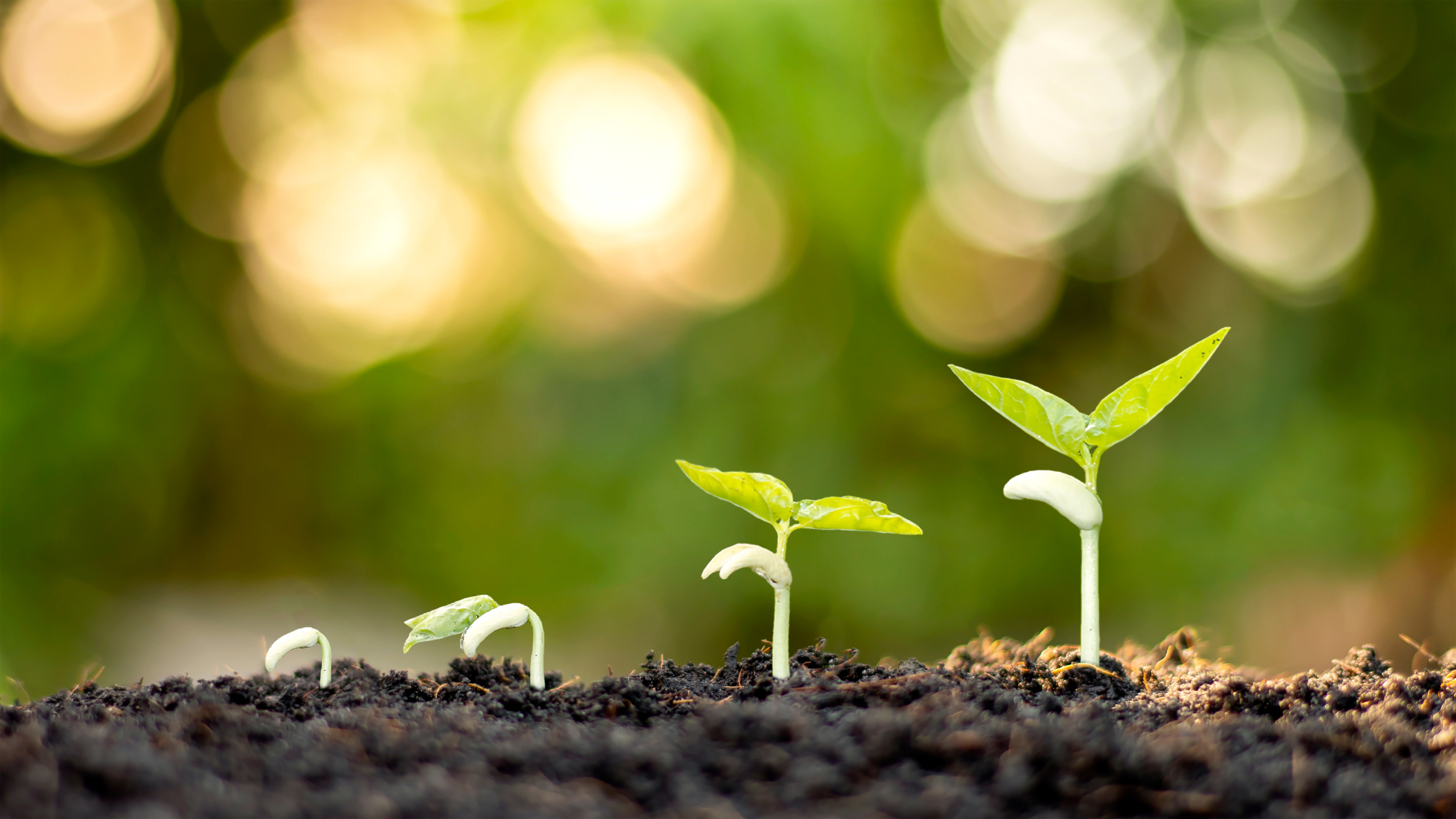 The stages of growth of a seedling 