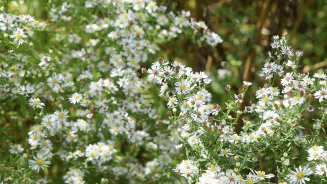 Embrace the Beauty and Significance of Calico Aster