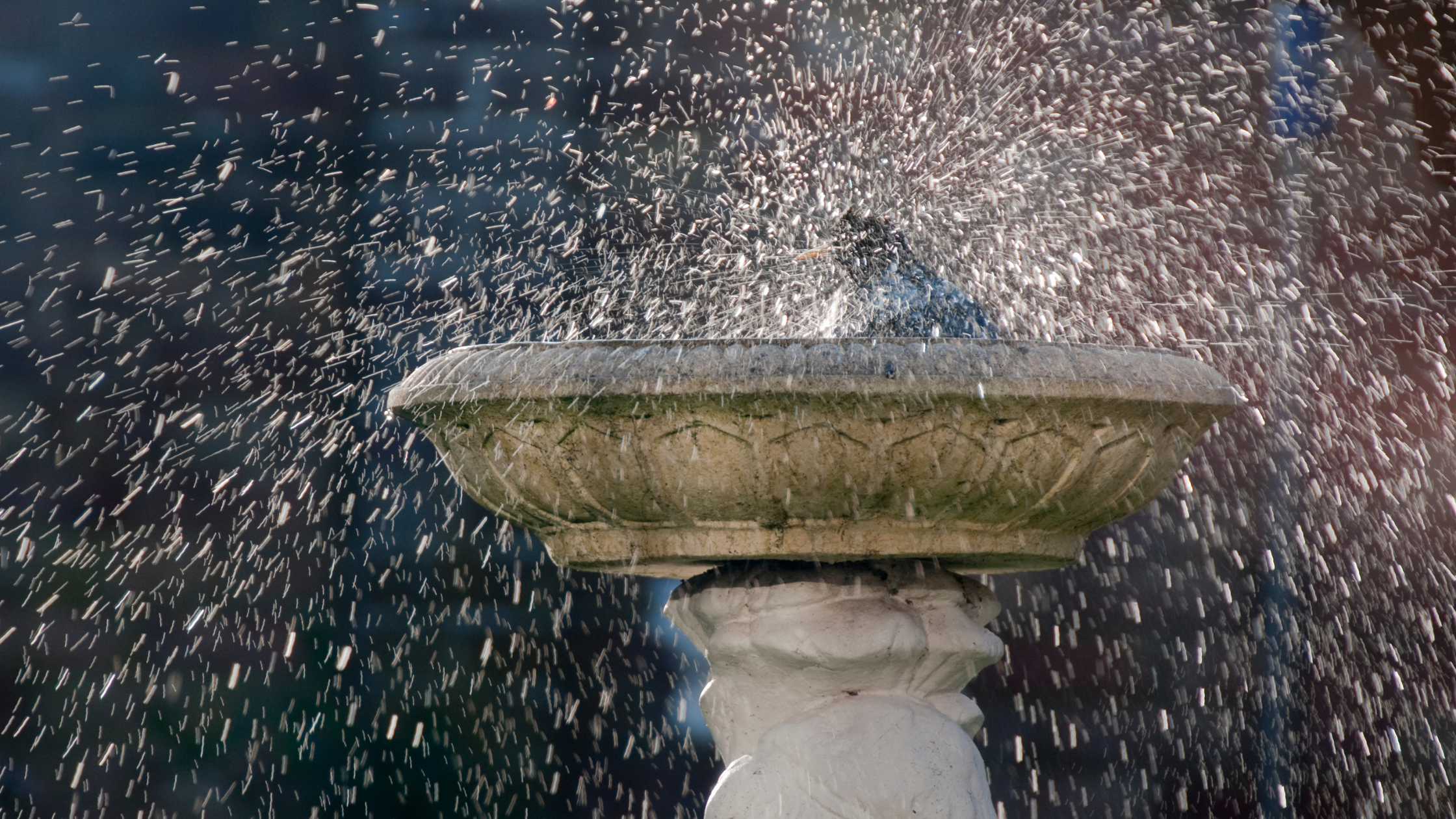 Bird bath with wet bird