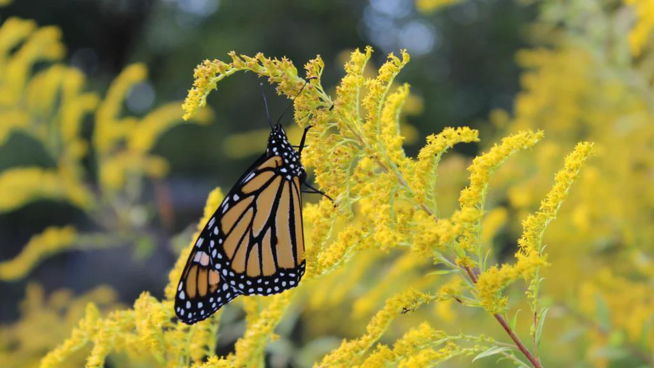 Butterfly resting on a yellow flower