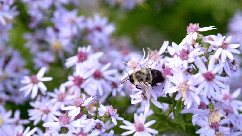 blue wood aster native plant with bumble bee