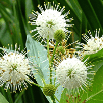 White buttonbush native plant, Cephalanthus occidentalis