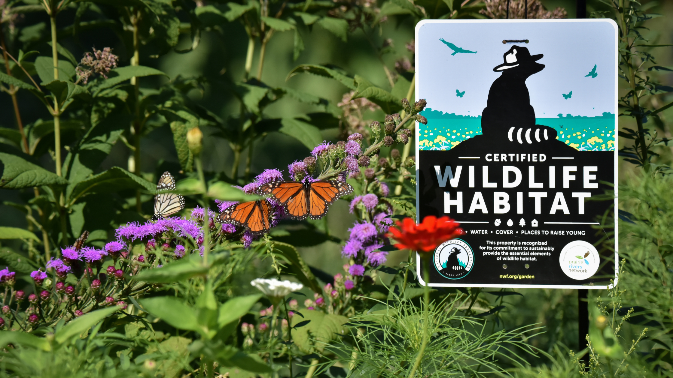 purple flowers, monarch butterflies and Certified Wildlife Habitat sign