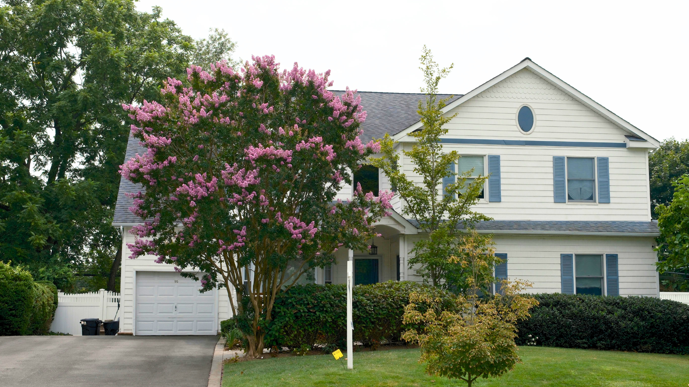 Crape Myrtle Blog