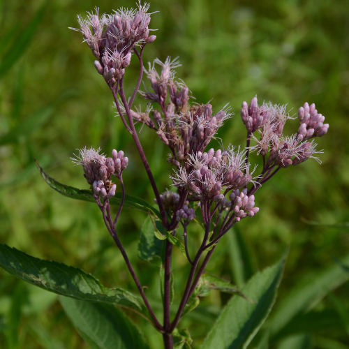 Gardening with Native Plants for Wet Areas: From Soggy to Stunning