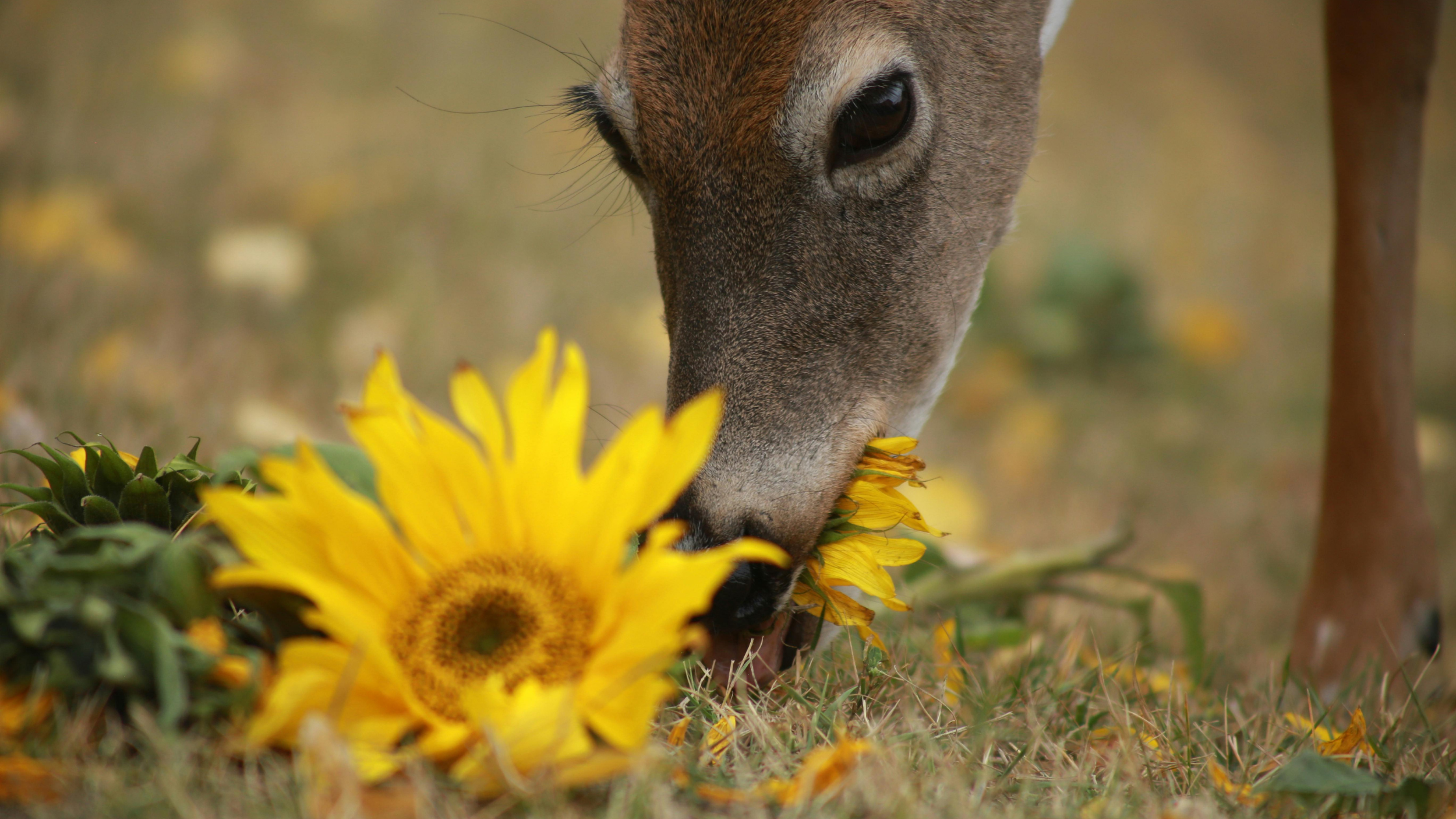 Deer eating flowers