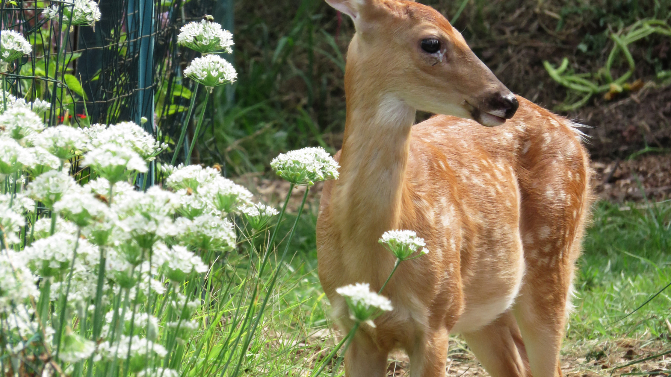 Deer near flowers