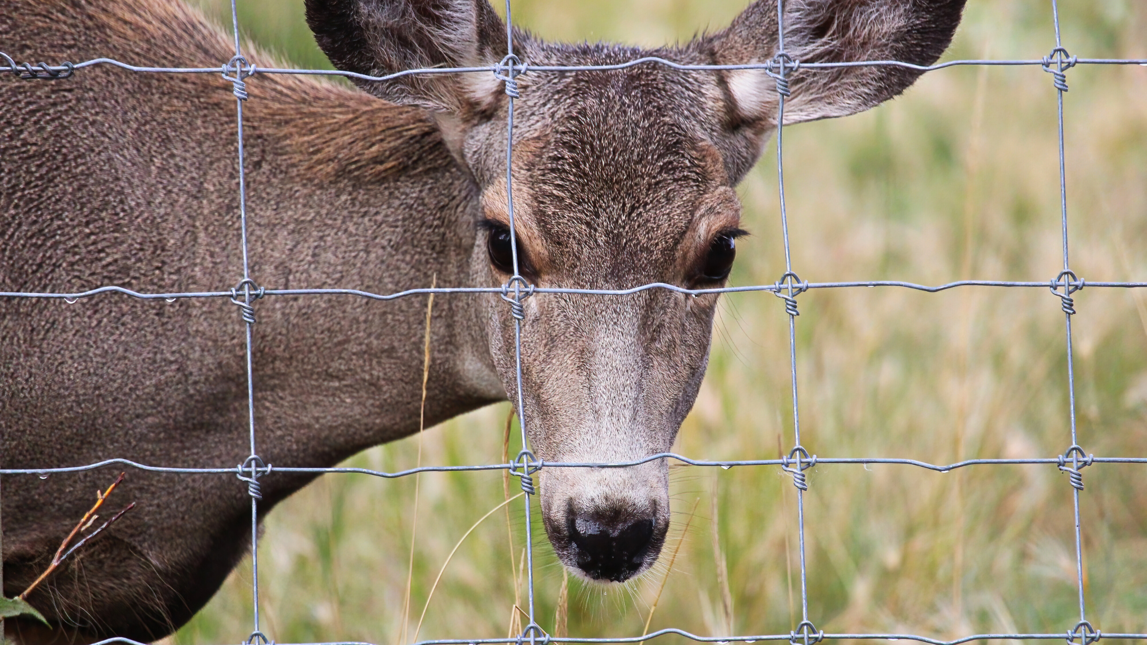 Mule deer behind a fence