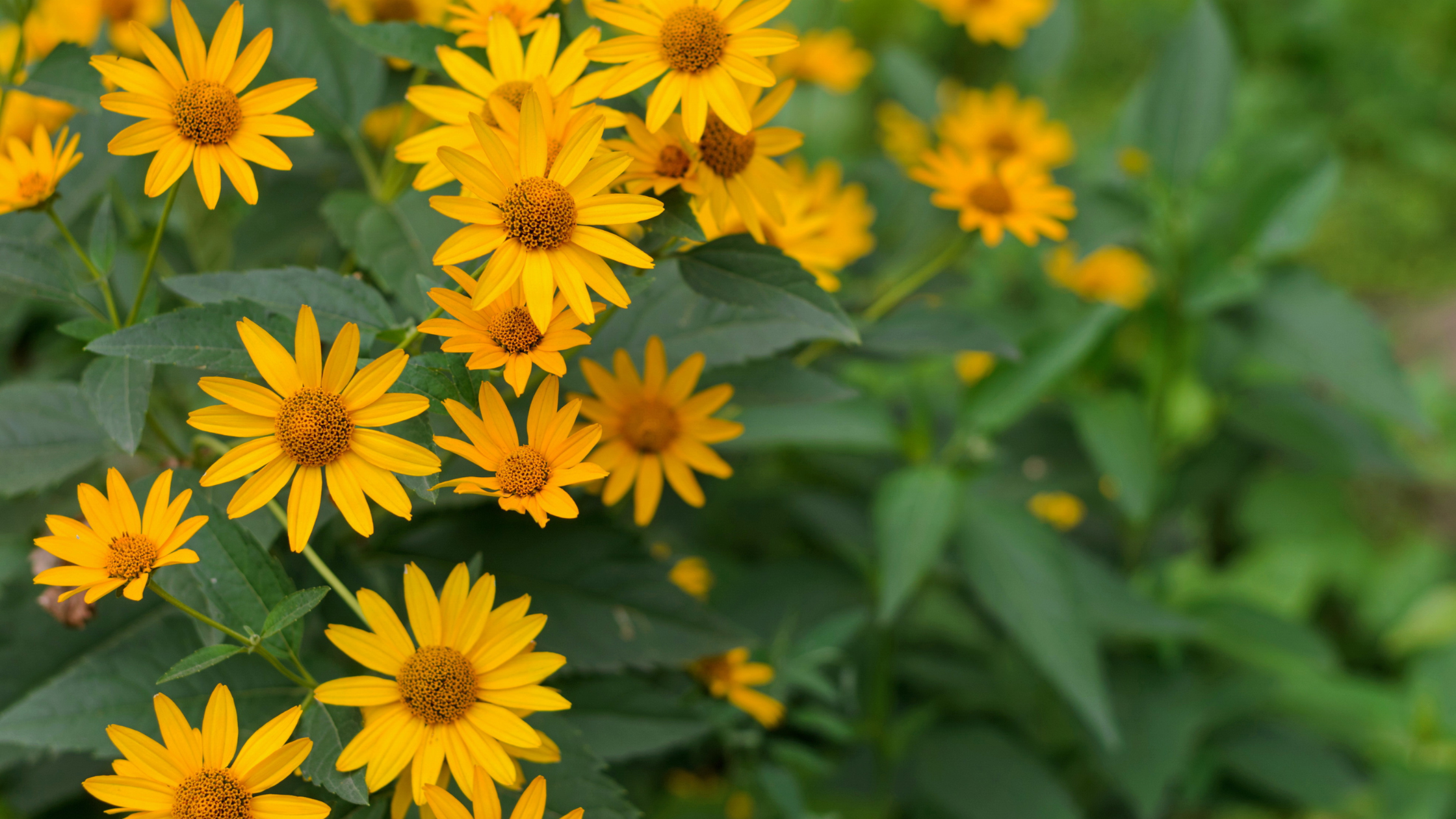 Heliopsis helianthoides, oxeye sunflower native plant