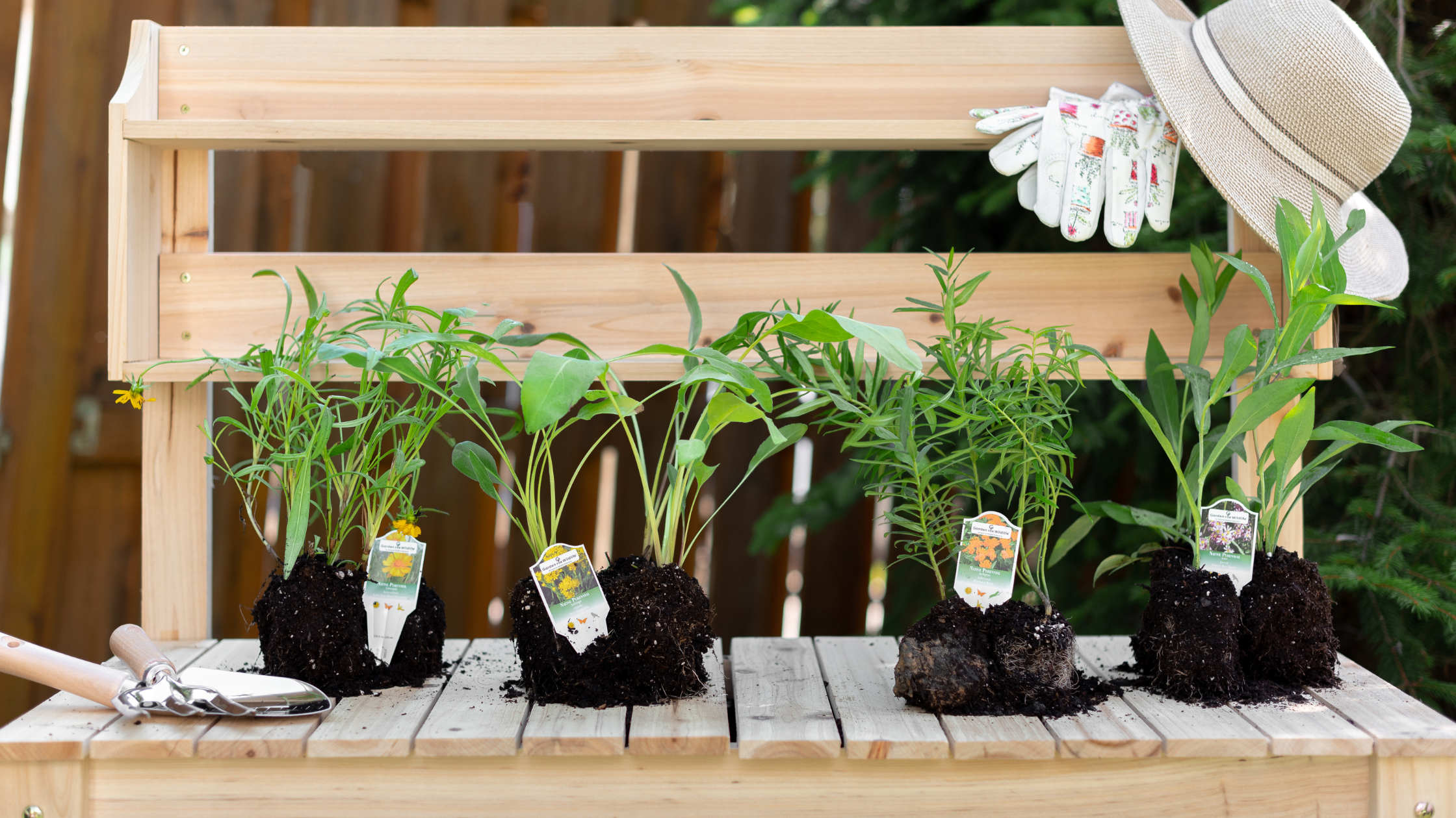 Four native plant plugs sit on a bench