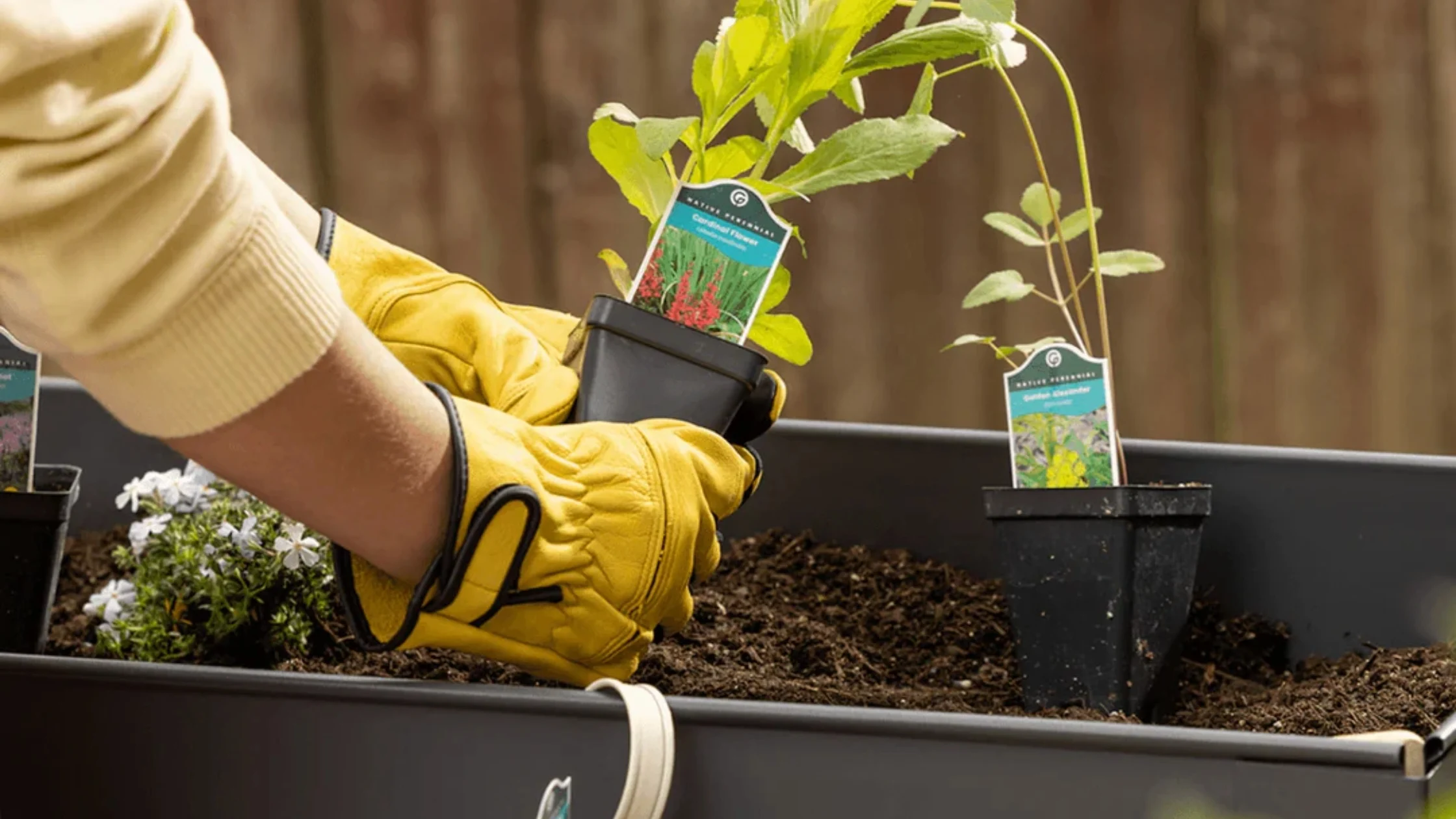 A gardener plants native plants in a raised bed
