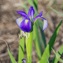 blue purple Iris virginica, Blue Flag Iris
