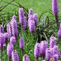 purple Liatris Spicata native plant with green grass background