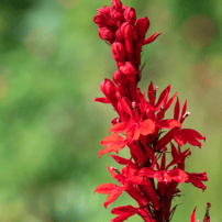 red cardinal flower native plant, Lobelia cardinalis