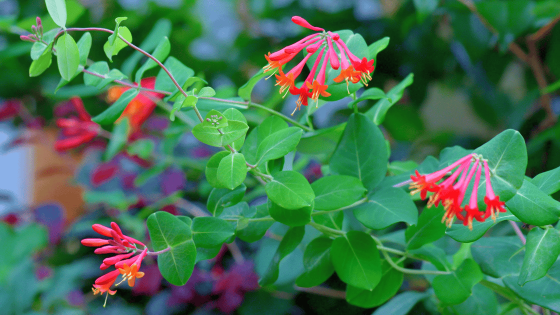 Native vs. Invasive Honeysuckle: Attract Pollinators, Not Problems