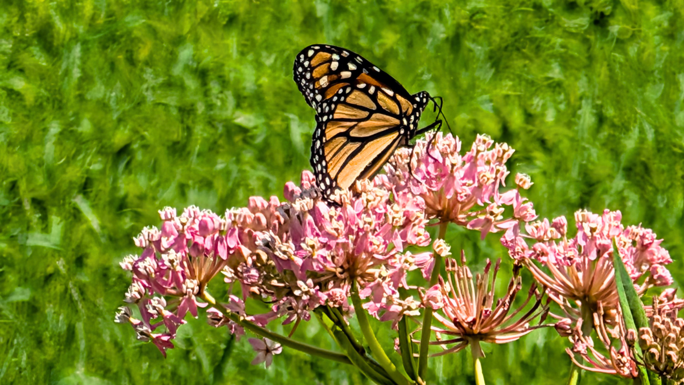 Monarch, butterfly, bee-1
