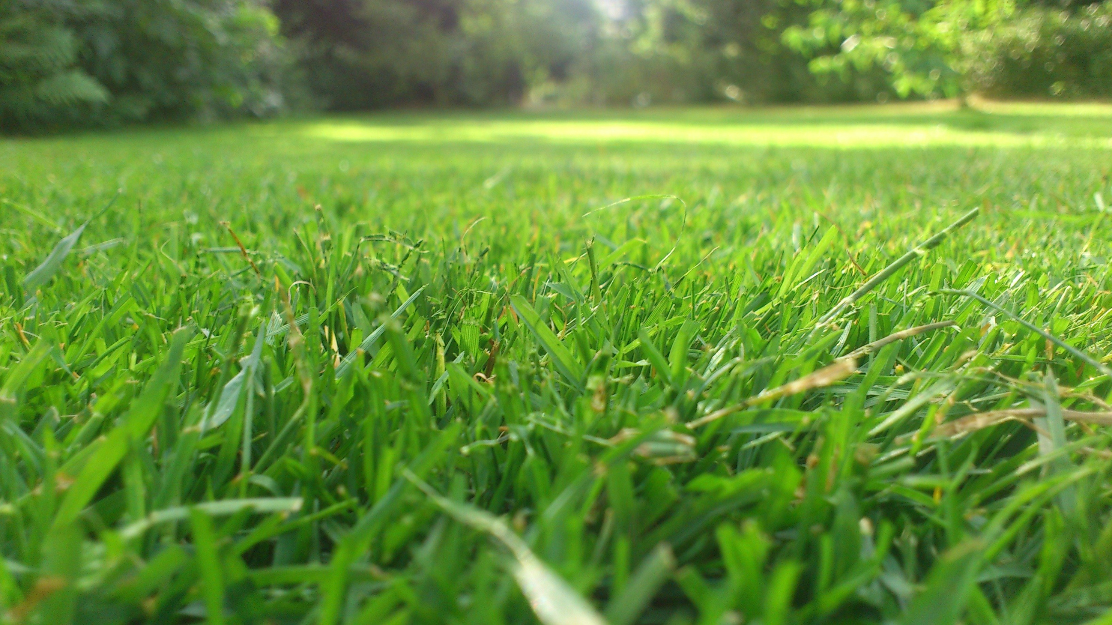 No Mow May Blog