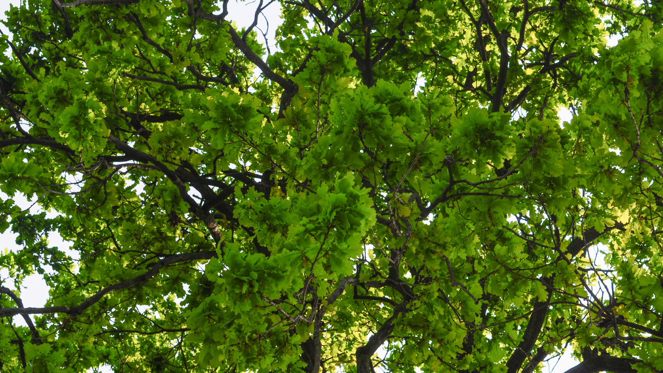 Quercus  oak tree