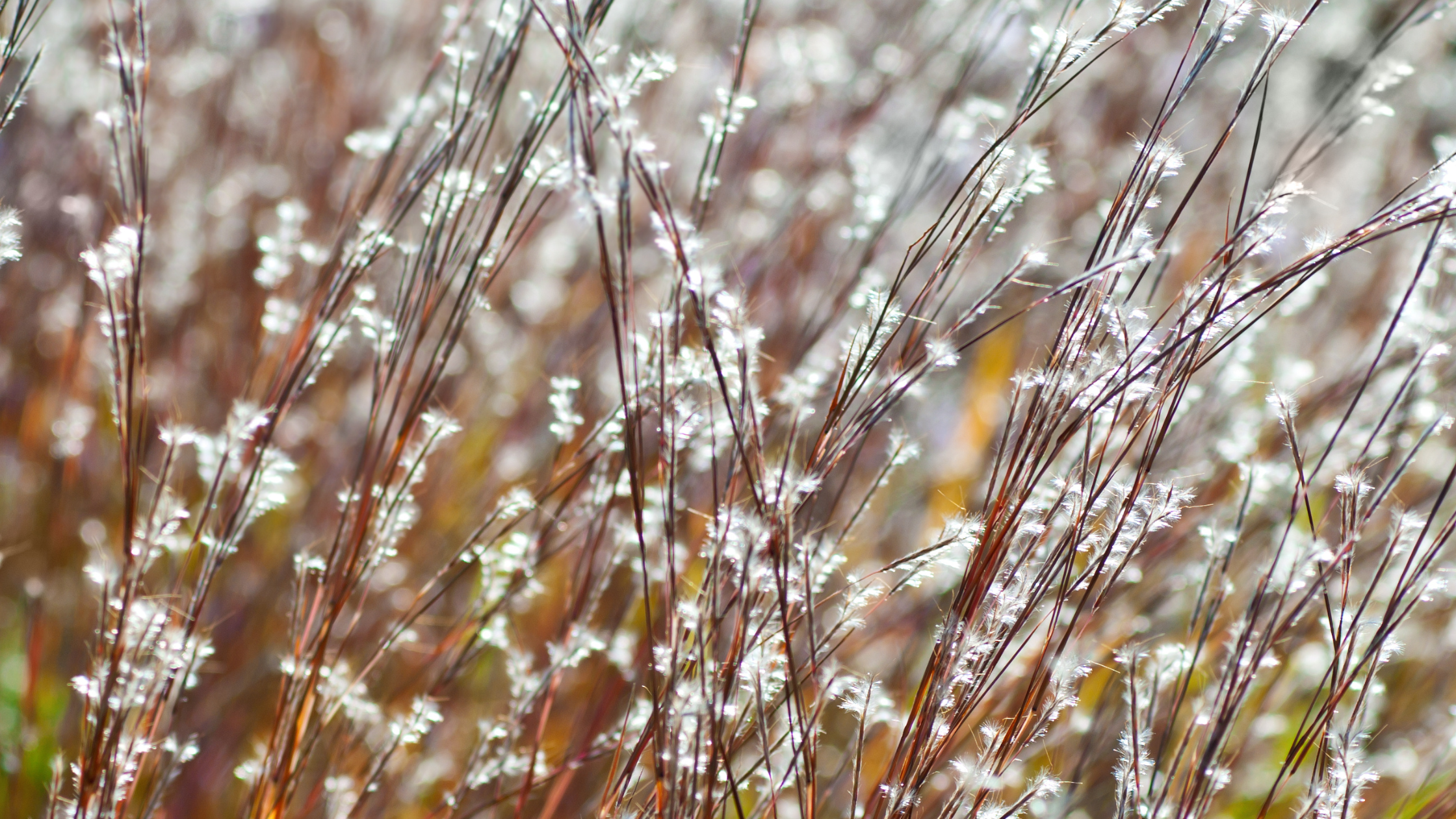 Schizachyrium scoparium, little bluestem native grass