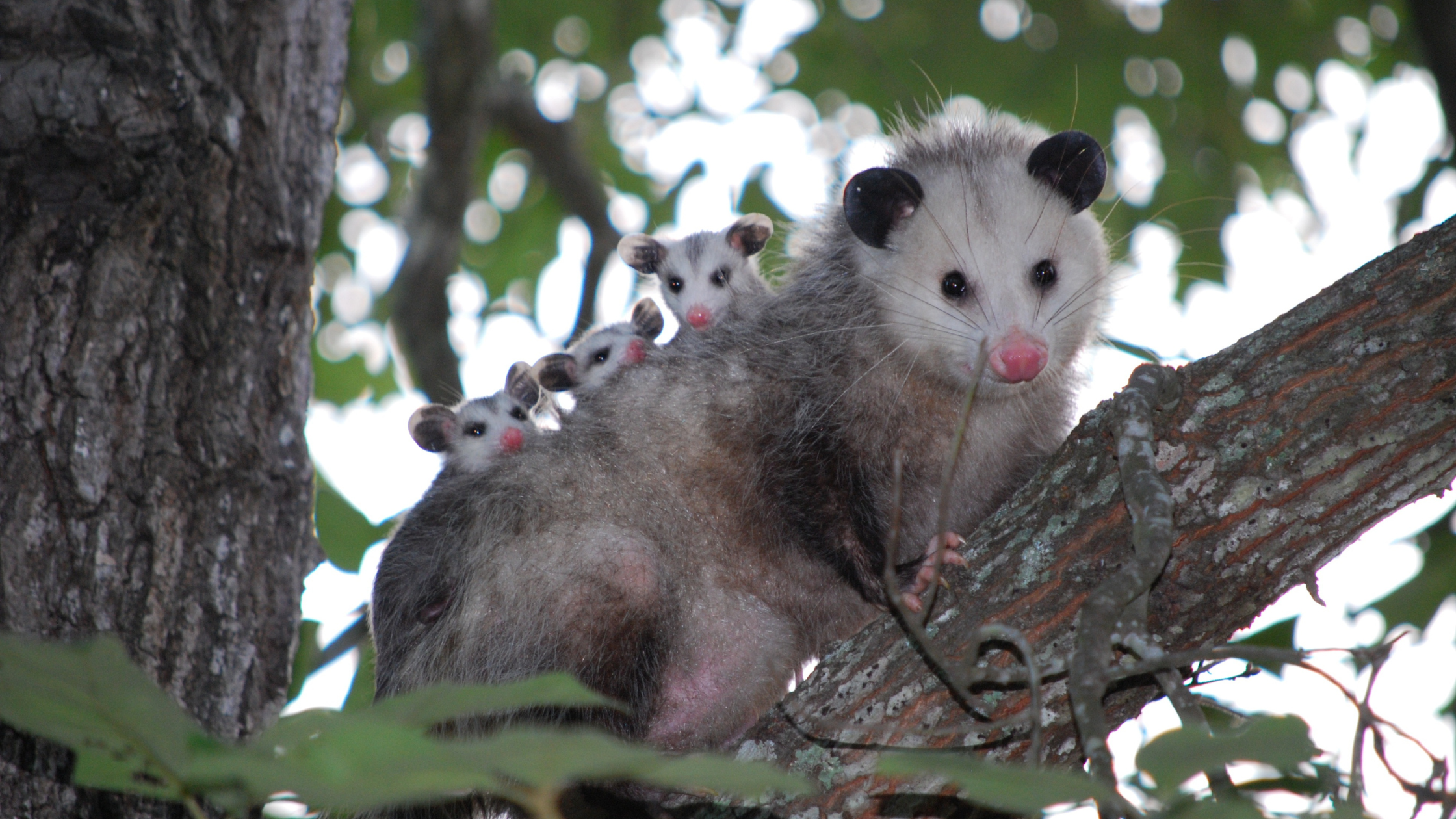 Opossum family in a tree