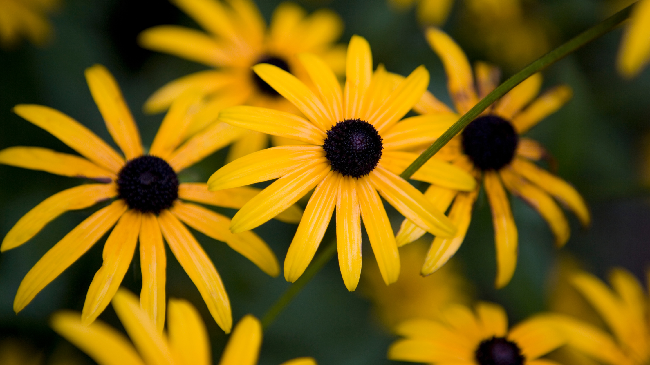 black eyed susan