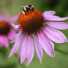 bumble bee on purple coneflower native plant
