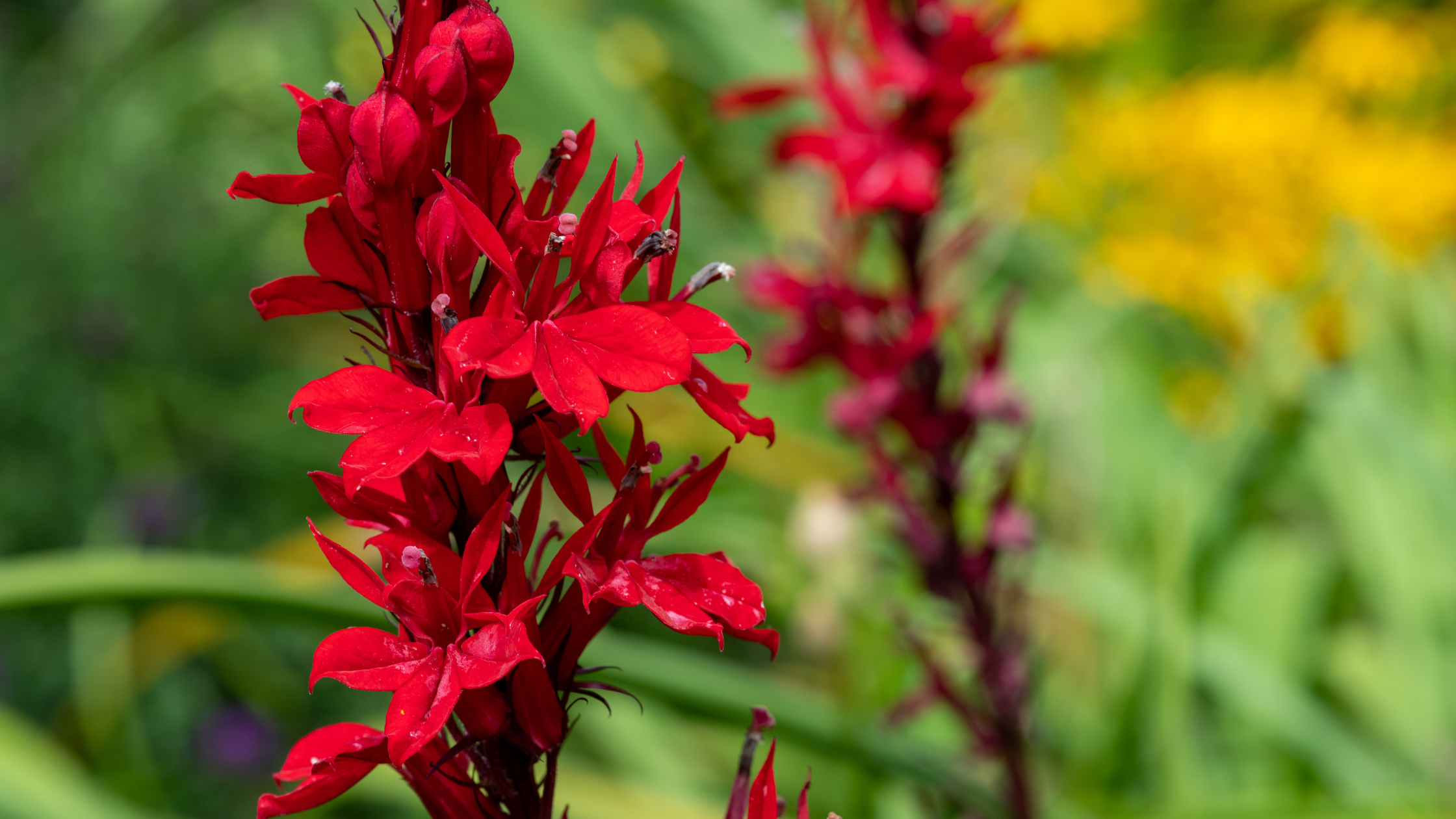 cardinal flower native plant. lobelia cardinalishttps://gardenforwildlife.com/products/cardinal-flower-plant-sets-i