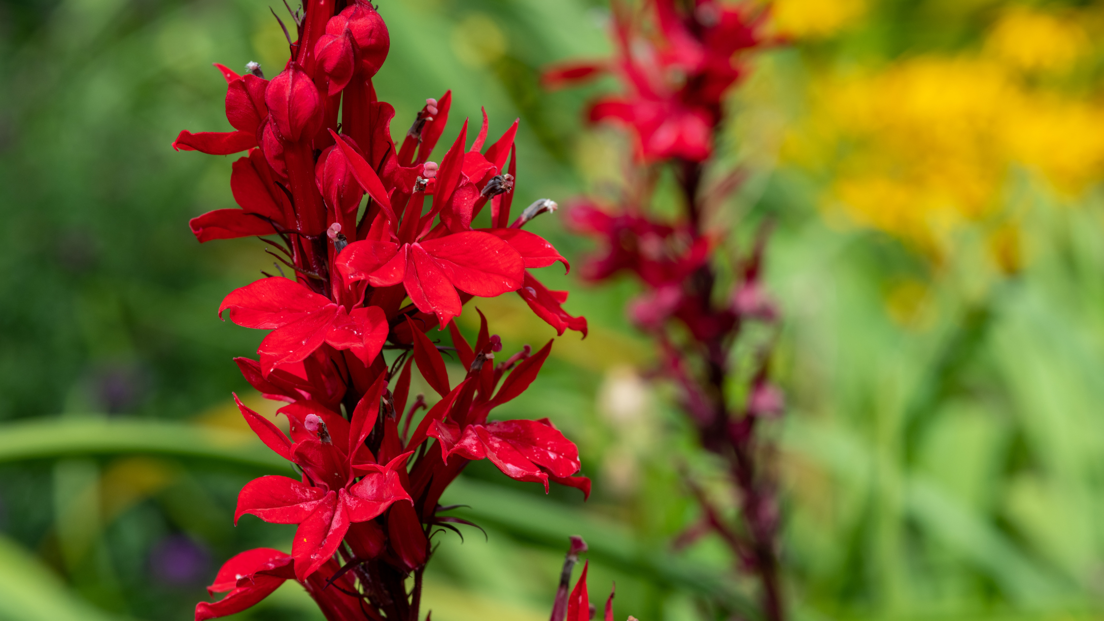 cardinal flower native plant. lobelia cardinalis