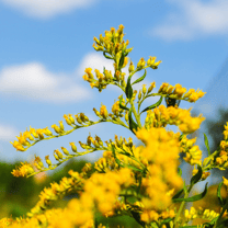 yellow goldenrod native plant with blue sky and white clouds