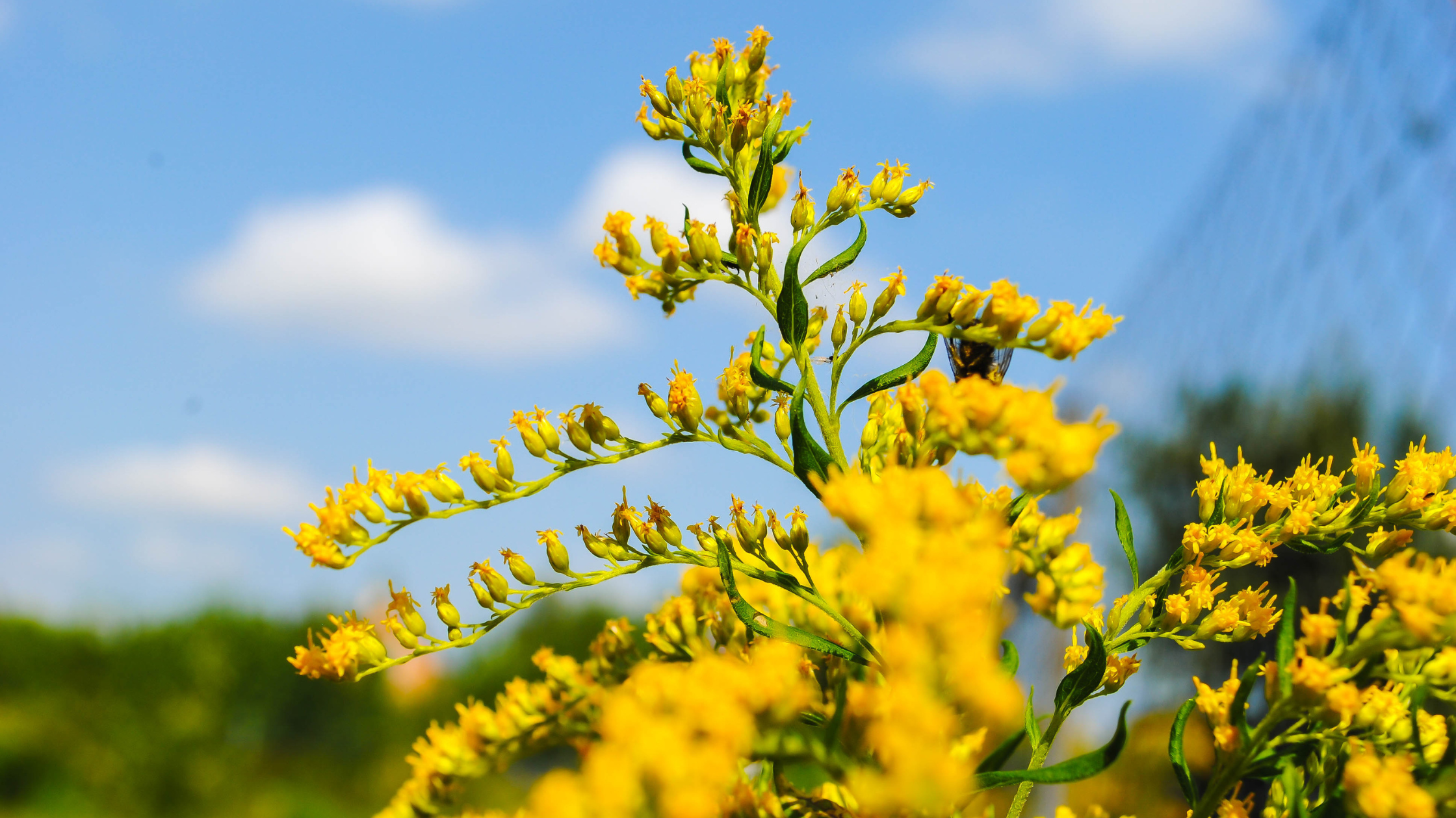 goldenrod