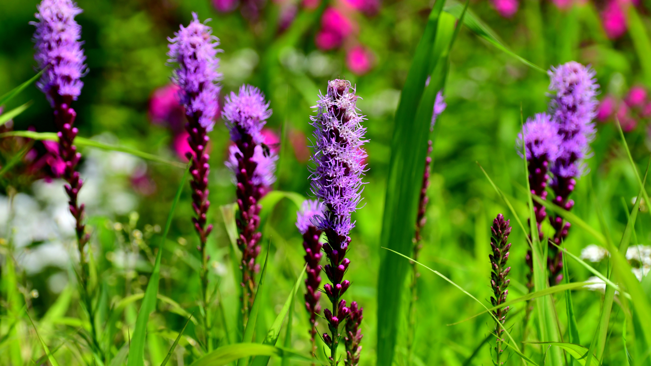 liatris spicata, blazing star native plants