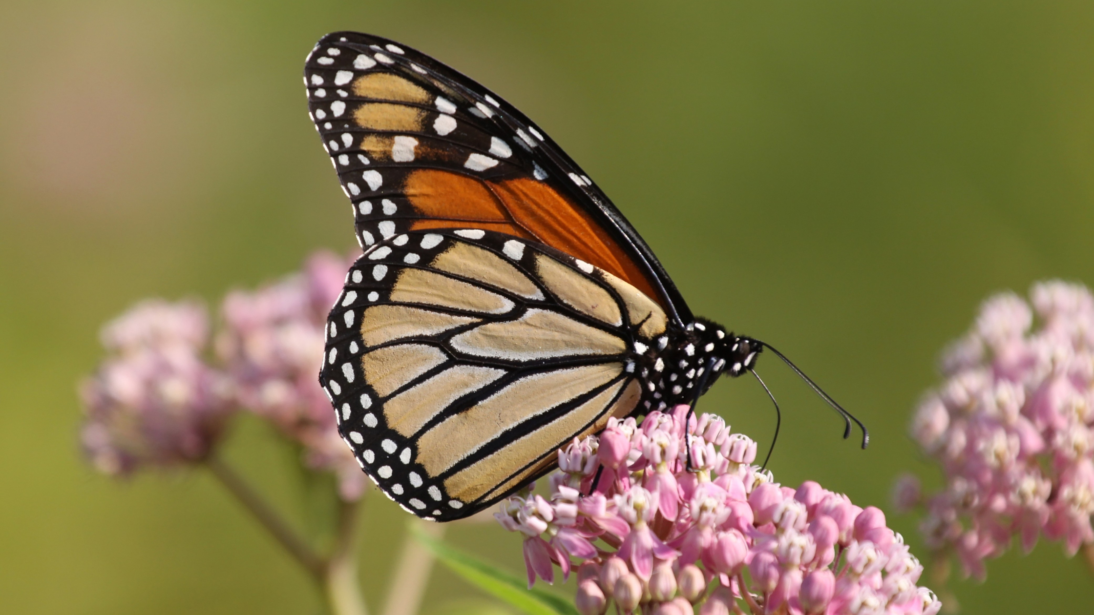 monarch butterfly on pink swamp milkweed