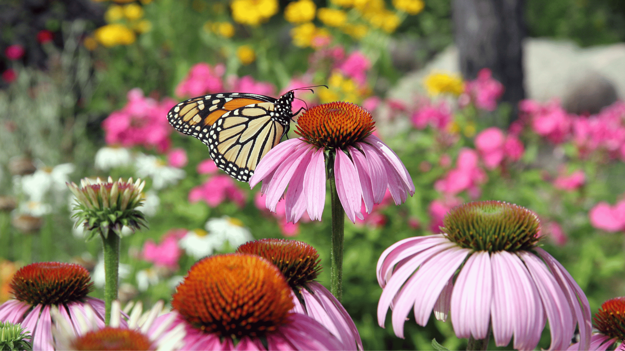 purple coneflower with monarch butterfly