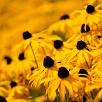 rudbeckia hirta - black eyed susan native plant