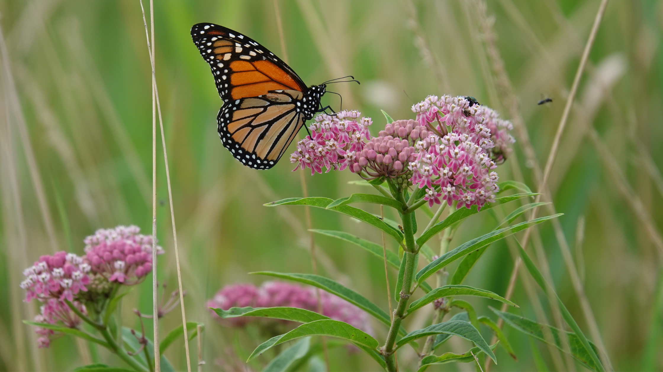pink swamp milkweed (asclepias incarnata) with orange and black monarch butterfly