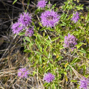 Coyote Mint_Monardella villosa (3)