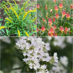 Drought_Defenders_Bluestem_Goldenrod_570x