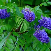 American Wisteria (Wisteria frutescens)