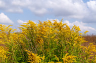 yellow goldenrod native plant