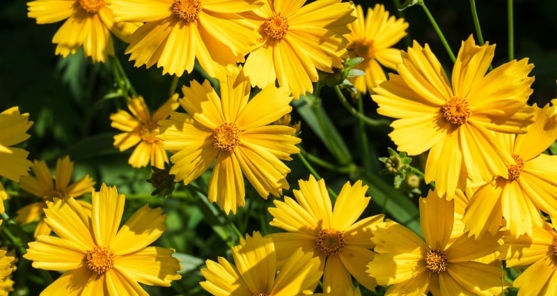 Lanceleaf coreopsis