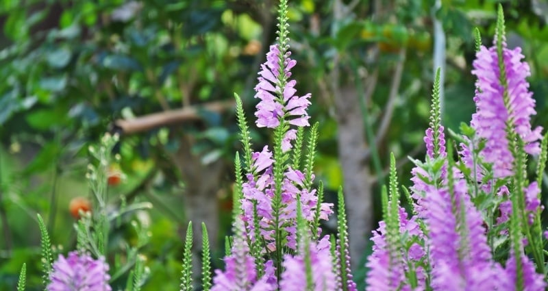 Obedient plant