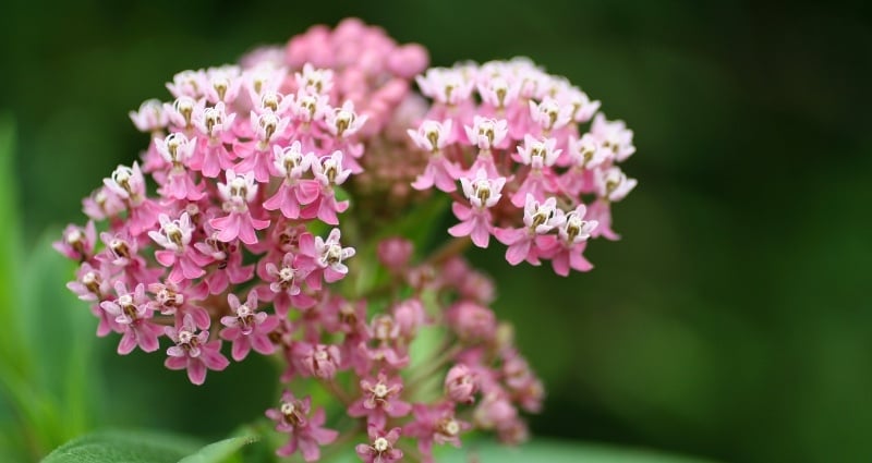 Swamp Milkweed